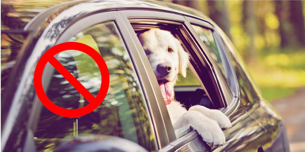 Útiles consejos para viajar con el perro en el auto